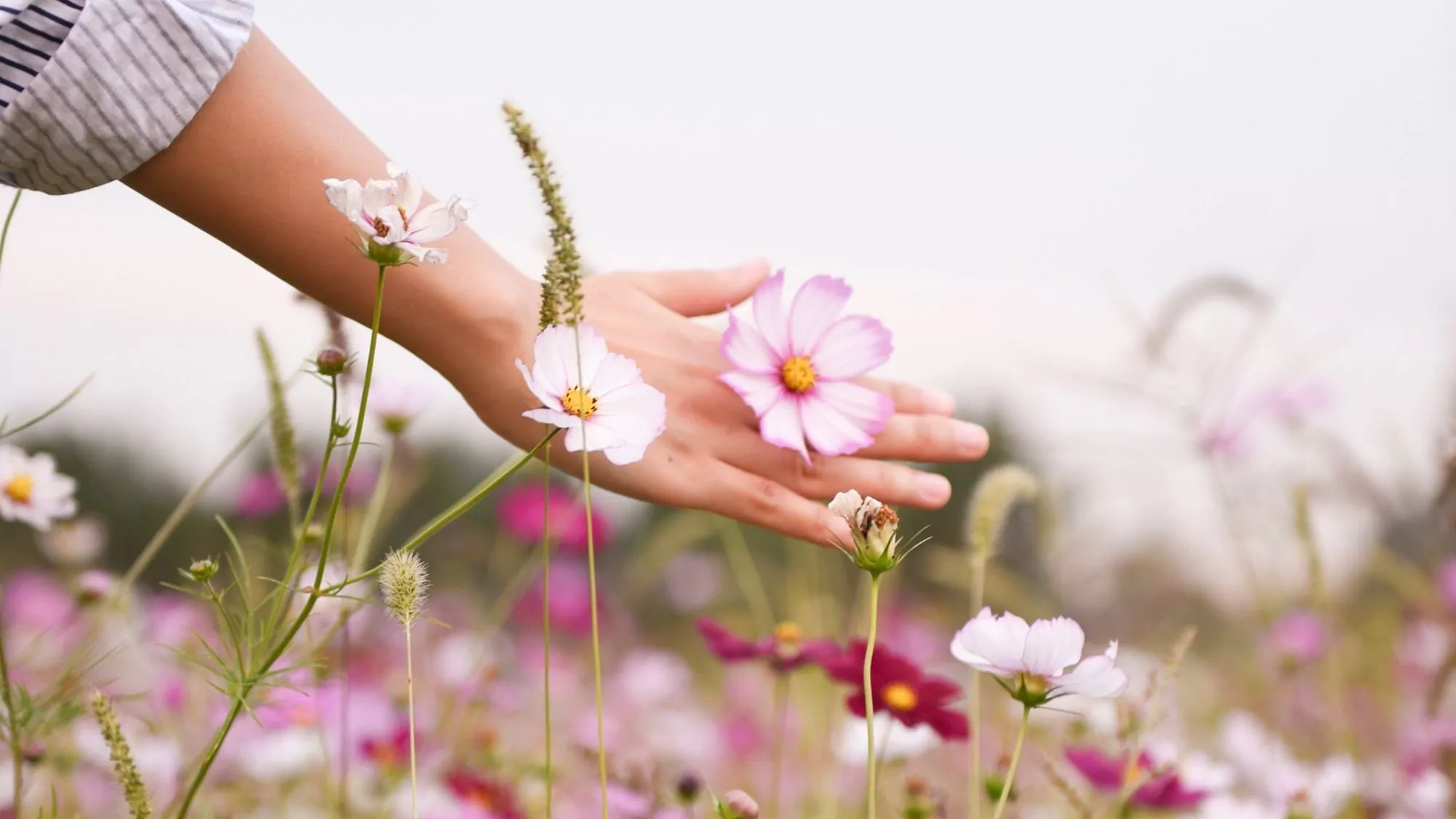 Hand berührt rosa Wiesenblumen im Sonnenlicht.